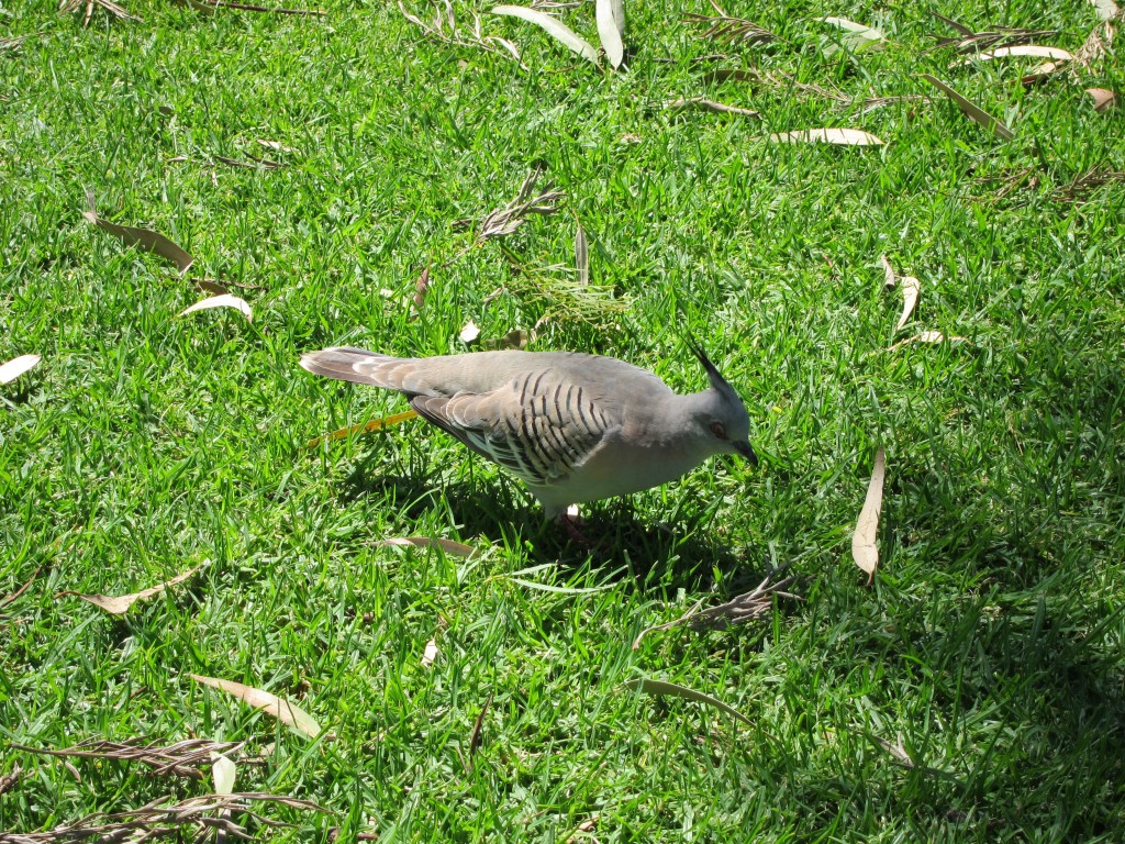 Bird at the park in Port Augusta